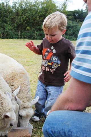 Family fun! - feeding the sheep