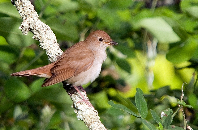 Young Nightingale at Chateau de Gurat